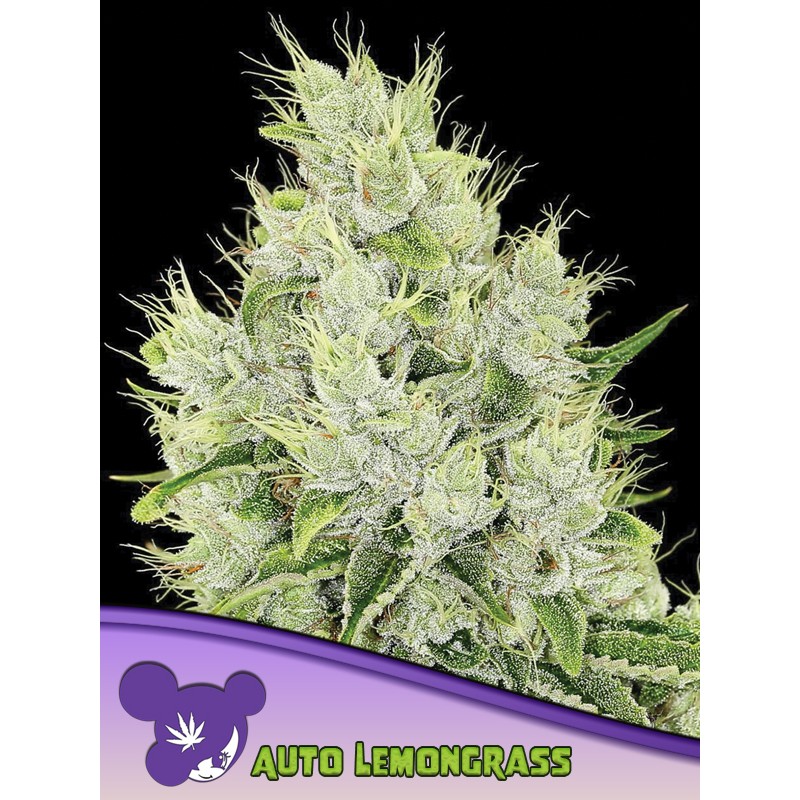 AUTO LEMONGRASS · Anesia Seeds · kenevir tohum · AutoFem