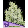 AUTO LEMONGRASS · Anesia Seeds · sementes de maconha · Auto Fem