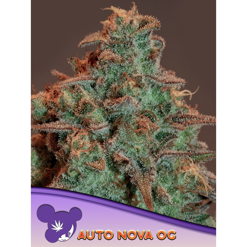 AUTO NOVA OG · Anesia Seeds · kenevir tohum · AutoFem