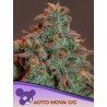 AUTO NOVA OG · Anesia Seeds · kenevir tohum · AutoFem