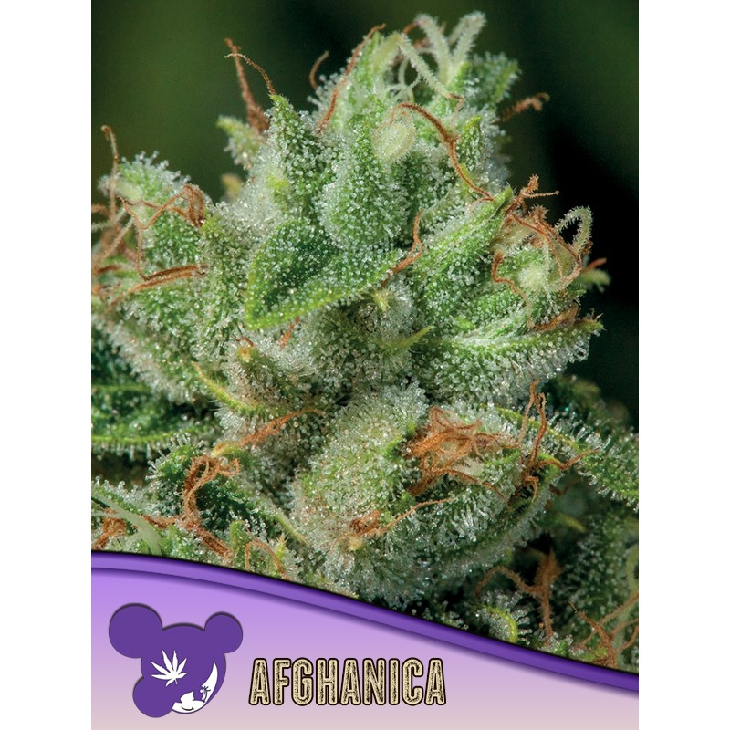 AFGHANICA · Anesia Seeds · semillas de marihuana · Fem