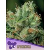 AFGHANICA · Anesia Seeds · cannabis samen · Fem