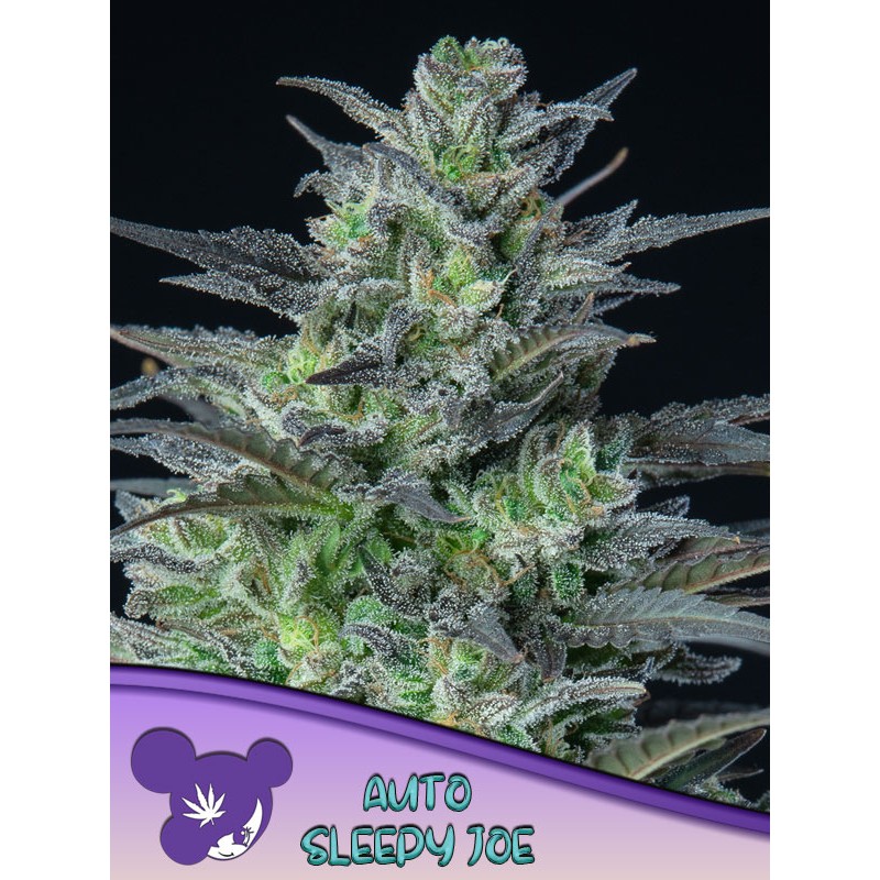AUTO SLEEPY JOE · Anesia Seeds · semi di canapa · Auto Fem
