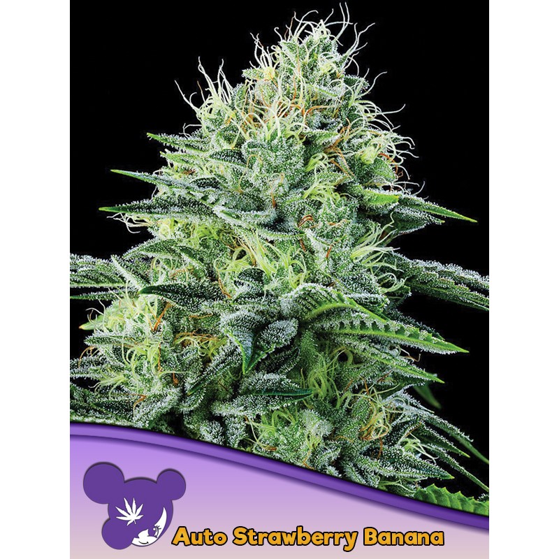 AUTO STRAWBERRY BANANA · Anesia Seeds · kenevir tohum · AutoFem