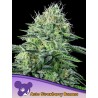 AUTO STRAWBERRY BANANA · Anesia Seeds · kenevir tohum · AutoFem