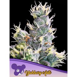 AUTO YUHBARY · Anesia Seeds...