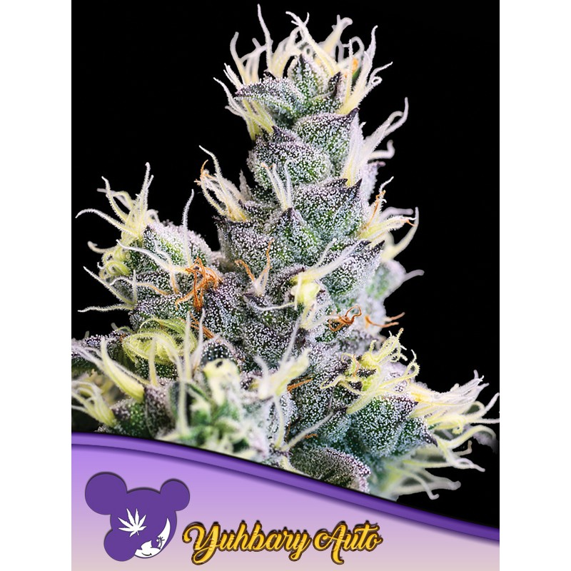 AUTO YUHBARY · Anesia Seeds · graines de cannabis  · Auto Fem