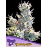 AUTO YUHBARY · Anesia Seeds · semillas de marihuana · Auto Fem