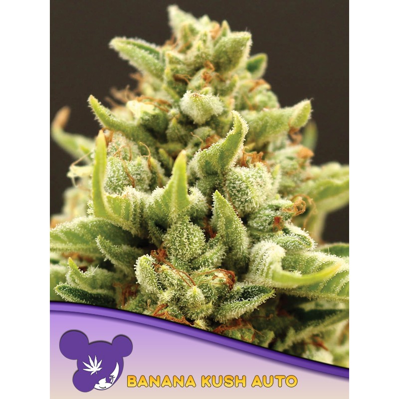BANANA KUSH AUTO · Anesia Seeds · sementes de maconha · Auto Fem