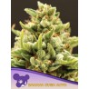 BANANA KUSH AUTO · Anesia Seeds · graines de cannabis  · Auto Fem