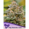 BIG BAZOOKA AUTO · Anesia Seeds · semi di canapa · Auto Fem