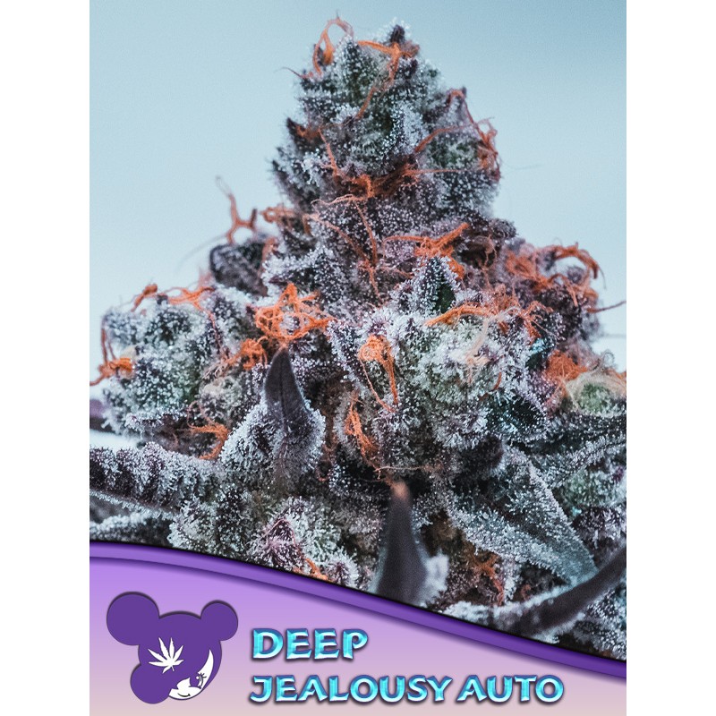 DEEP JEALOUSY AUTO · Anesia Seeds · graines de cannabis  · Auto Fem