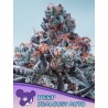 DEEP JEALOUSY AUTO · Anesia Seeds · graines de cannabis  · Auto Fem