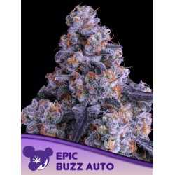 EPIC BUZZ AUTO · Anesia...