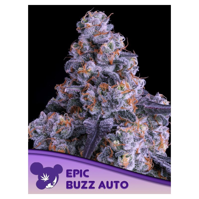 EPIC BUZZ AUTO · Anesia Seeds · kenevir tohum · AutoFem