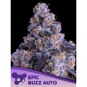 EPIC BUZZ AUTO · Anesia Seeds · kenevir tohum · AutoFem