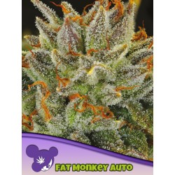 FAT MONKEY AUTO · Anesia...