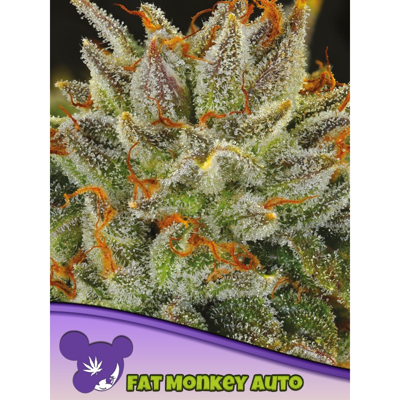 FAT MONKEY AUTO · Anesia Seeds · semi di canapa · Auto Fem