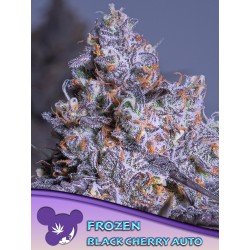 FROZEN BLACK CHERRY AUTO ·...
