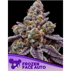 FROZEN FACE AUTO · Anesia...