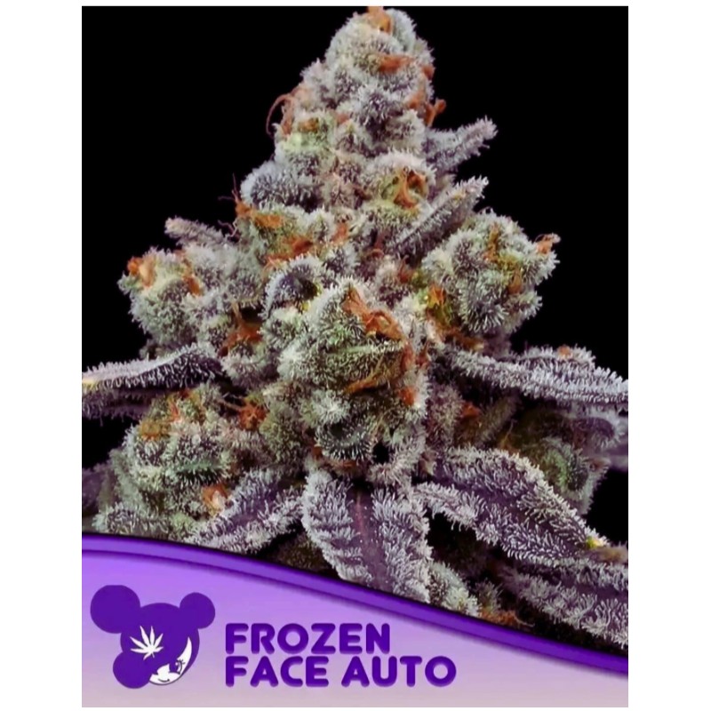 FROZEN FACE AUTO · Anesia Seeds · semi di canapa · Auto Fem