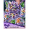PURPLE DOMINA AUTO · Anesia Seeds · sementes de maconha · Auto Fem