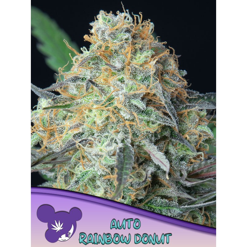 RAINBOW DONUT AUTO · Anesia Seeds · sementes de maconha · Auto Fem