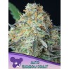 RAINBOW DONUT AUTO · Anesia Seeds · semi di canapa · Auto Fem