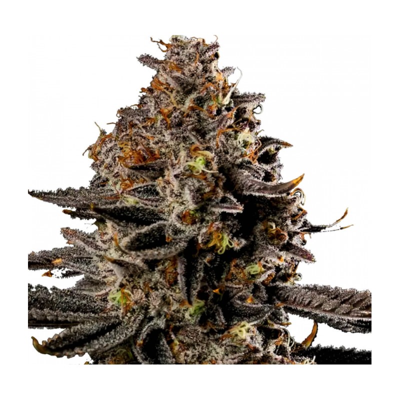 SMASHBERRY FUMEZ AUTO · Anesia Seeds · cannabis samen · Auto Fem