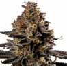 SMASHBERRY FUMEZ AUTO · Anesia Seeds · cannabis samen · Auto Fem