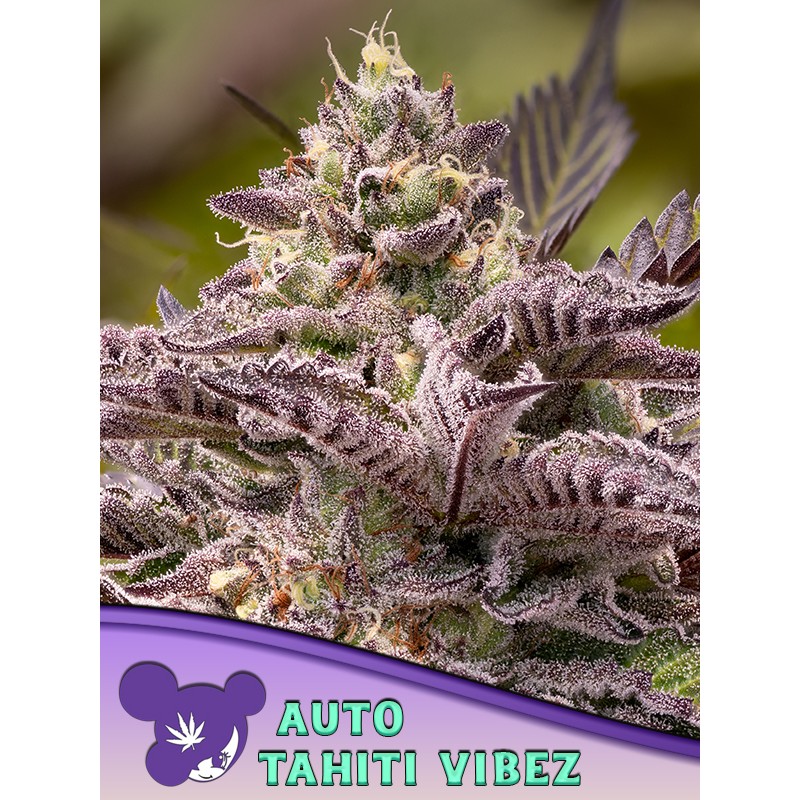 TAHITÍ VIBEZ AUTO · Anesia Seeds · semillas de marihuana · Auto Fem