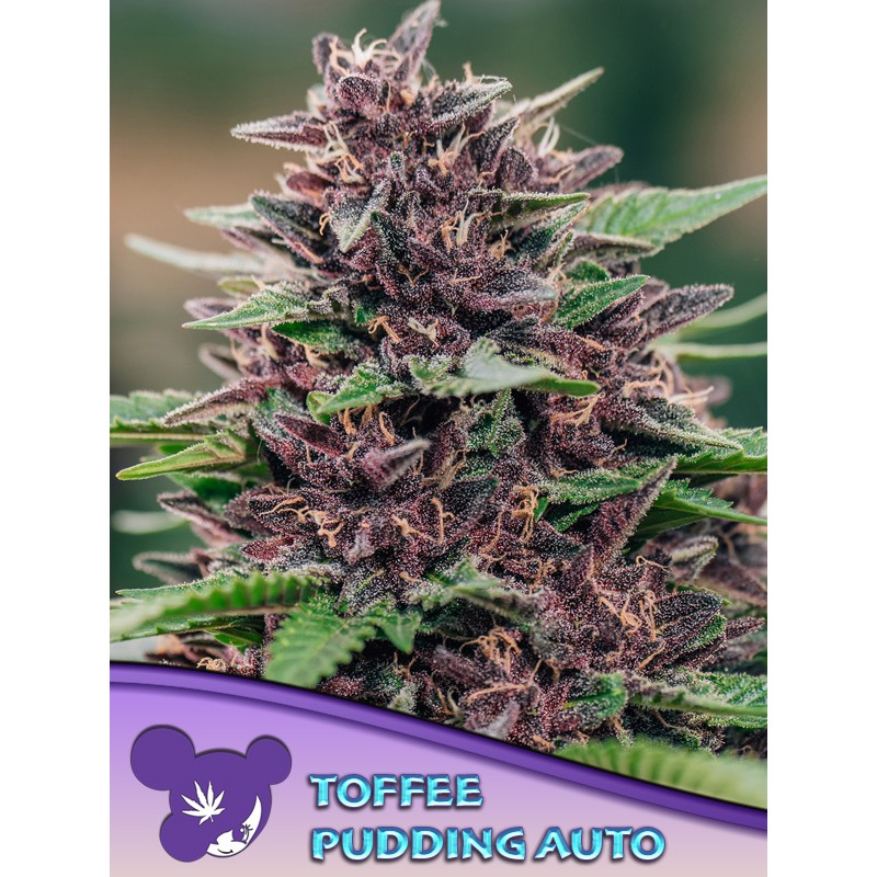 TOFFEE PUDDING AUTO · Anesia Seeds · sementes de maconha · Auto Fem