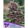 TOFFEE PUDDING AUTO · Anesia Seeds · sementes de maconha · Auto Fem