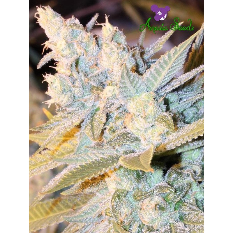 TRIPLE CHEESE AUTO · Anesia Seeds · cannabis samen · Auto Fem