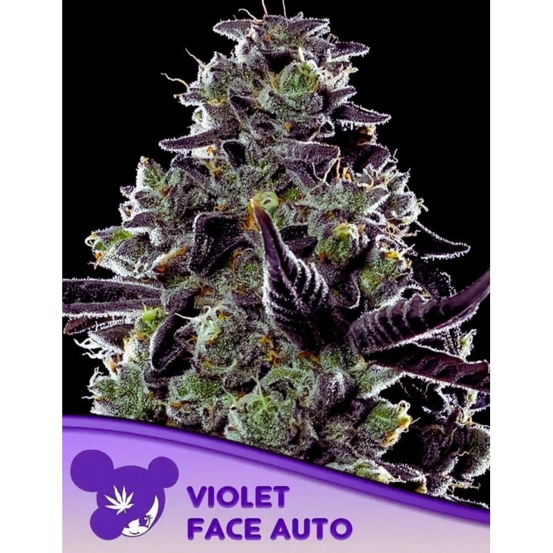 VIOLET FACE AUTO · Anesia Seeds · sementes de maconha · Auto Fem