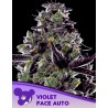 VIOLET FACE AUTO · Anesia Seeds · cannabis samen · Auto Fem