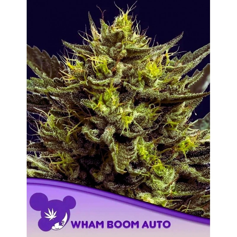 WHAM BOOM AUTO · Anesia Seeds · semi di canapa · Auto Fem