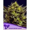 WHAM BOOM AUTO · Anesia Seeds · graines de cannabis  · Auto Fem