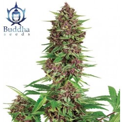 BUDDHA PURPLE KUSH · Buddha...
