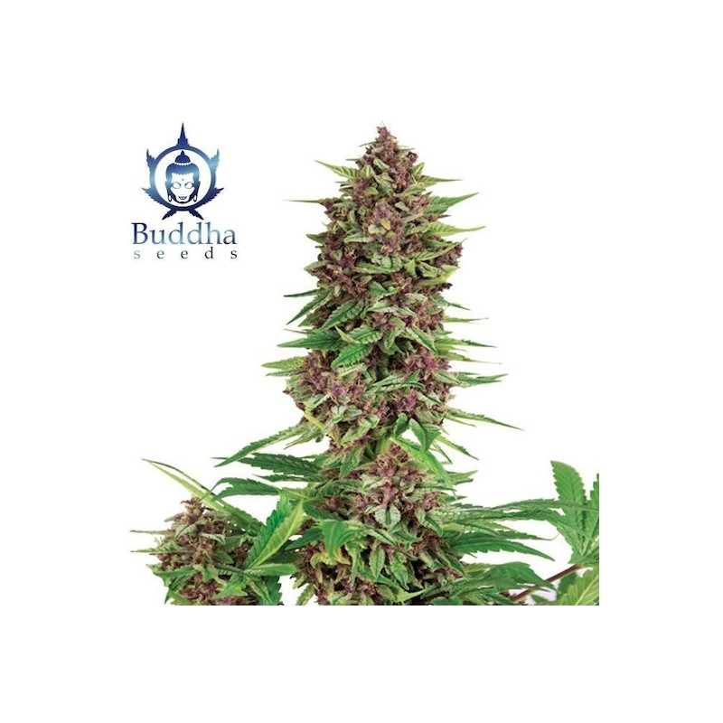 BUDDHA PURPLE KUSH · Buddha Seeds · kenevir tohum · Disi · Fem