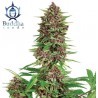 BUDDHA PURPLE KUSH · Buddha Seeds · cannabis samen · Fem