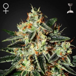 THE CHEESE · Green House...