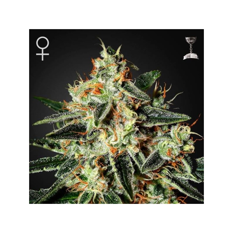 THE CHEESE · Green House Seeds · sementes de maconha · Fem