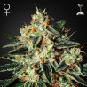 THE CHEESE · Green House Seeds · graines de cannabis · Fem