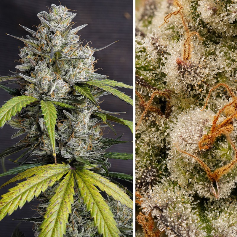 AUTO MELONADE RUNTZ  · Dutch Passion · cannabis seeds · Auto Fem