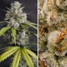 AUTO MELONADE RUNTZ · Dutch Passion · kenevir tohum · Disi · Auto Fem