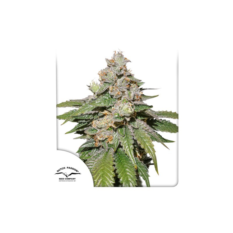 AUTO MOKUM'S TULIP · Dutch Passion · sementes de maconha · Auto Fem