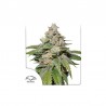 AUTO MOKUM'S TULIP · Dutch Passion · sementes de maconha · Auto Fem