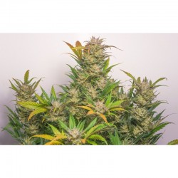 AUTO MOKUM'S TULIP · Dutch Passion · cannabis samen · Auto Fem