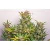 AUTO MOKUM'S TULIP · Dutch Passion · kenevir tohum · Disi · Auto Fem